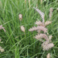 300 LITTLE BLUESTEM GRASS Schizachyrium Scoparius Seeds