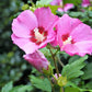 25 Dark Pink ROSE Of SHARON HIBISCUS Syriacus Flower Tree Bush Seeds