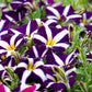 100 STAR MIX PETUNIA Mixed Colors Petunia Violacea Flower Seeds Red Blue Purple