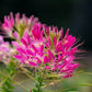 200 CHERRY QUEEN CLEOME Spinosa Hassleriana Carmine Rose Spider Flower Seeds