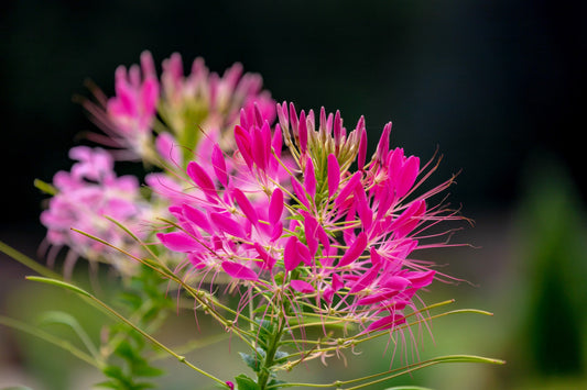 200 CHERRY QUEEN CLEOME Spinosa Hassleriana Carmine Rose Spider Flower Seeds