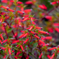 10 Red CIGAR PLANT Mexican Firecracker Cuphea Ignea Hummingbird Flower Seeds