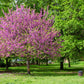 25 JUDAS TREE European Redbud Love Tree Cercis Siliquastrum Pink Purple Flower Seeds