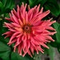 300 Burpeeana Giant Mix CACTUS FLOWERED ZINNIA Elegans Flower Seeds