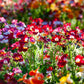 50 CARNIVAL MIX NEMESIA Strumosa Mixed Colors Flower Seeds