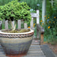 40 LITTLELEAF BOXWOOD Korean Buxus Microphylla Koreana Shrub Seeds