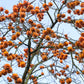 5 JAPANESE PERSIMMON Tree Asian Diospyros Kaki Orange Red Fruit Flower Seeds
