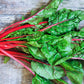 300 RUBY RED SWISS CHARD (Perpetual Spinach) Beta Vulgaris Cicla Vegetable Seeds