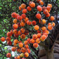 10 Florida ROYAL PALM Roystonea Regia Tree Houseplant Seeds