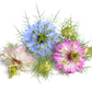 500 LOVE In A MIST PERSIAN Jewels Mixed Colors (Fennel Flower) Nigella Damascena Flower Seeds