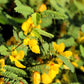 300 Yellow PARTRIDGE PEA (Sleeping Plant / Sensitive Pea) Chamaecrista Fasciculata Flower Seeds