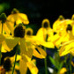 100 YELLOW CONEFLOWER Ratibida Pinnata Flower Seeds