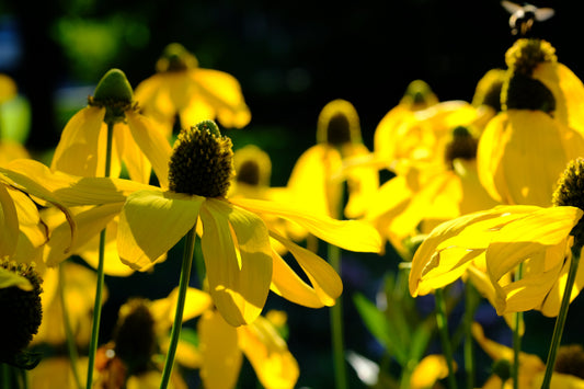 100 YELLOW CONEFLOWER Ratibida Pinnata Flower Seeds