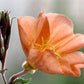 10 SUNSET BOULEVARD PRIMROSE Orange Evening Oenothera Versicolor Sundrops Flower Seeds