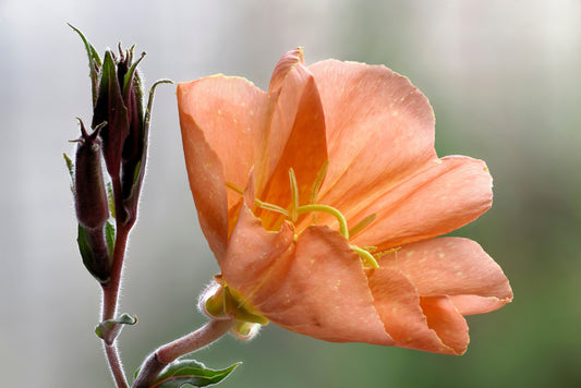 10 SUNSET BOULEVARD PRIMROSE Orange Evening Oenothera Versicolor Sundrops Flower Seeds