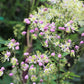 5 CHINESE MEADOW RUE Pink Yunnan Thalictrum Dipterocarpum Delavayi Flower Seeds