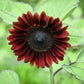 25 Red VELVET QUEEN SUNFLOWER Helianthus Annuus Flower Seeds