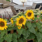 25 Dwarf SUNSPOT SUNFLOWER Helianthus Annuus Flower Seeds