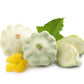 50 WHITE Bush SCALLOP SQUASH (Patty Pan / Paty Pan / Squanter Squash) Summer Cucurbita Pepo Vegetable Seeds