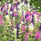75 TRICOLOR CLARY SAGE Mix Blue Pink White Salvia Viridis Horminum Herb Flower Seeds