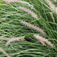 300 LITTLE BLUESTEM GRASS Schizachyrium Scoparius Seeds