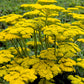 250 GOLD Golden Yellow YARROW Achillea Filipendulina Flower Seeds