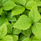 10 ARCTIC RASPBERRY Nagoonberry Rubus Arcticus Red Berry Fruit Bramble Seeds