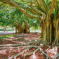 50 BANYAN / BANYAN FIG TREE East Indian Ficus Benghalensis Aerial Root Houseplant Seeds