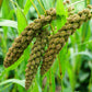 100 FOXTAIL MILLET Setaria Italica Ornamental Grass Flower Seeds
