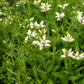 50 WHITE TURTLEHEAD Chelone Glabra Flower Seeds