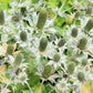 10 Giant SILVER SEA HOLLY Eryngium Giganteum Miss Willmott's Ghost Flower Seeds