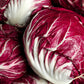 100 ROSSA Di VERONA RADICCHIO / Endive Italian Cichorium Intybus Vegetable Seeds