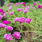 100 Mixed Colors PORTULACA MOSS ROSE Grandiflora Flower Seeds