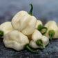 50 Mixed HOT HABANERO PEPPER Red Orange White Brown Mix Capsicum Chinense Seeds