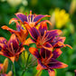 10 MIXED COLORS DAYLILY Hemerocallis Day Lily Fine Mix Red Purple Flower Seeds