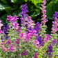 75 TRICOLOR CLARY SAGE Mix Blue Pink White Salvia Viridis Horminum Herb Flower Seeds