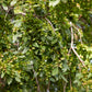 50 CHINESE ELM TREE (Lacebark) Ulmus Parvifolia Seeds