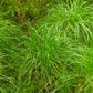 1000 SOFT RUSH (Common Rush) Juncus Effusus Ornamental Grass Seeds