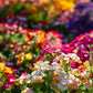 50 CARNIVAL MIX NEMESIA Strumosa Mixed Colors Flower Seeds