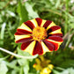 100 COURT JESTER MARIGOLD French Tagetes Patula Nana Red Yellow Striped Flower Seeds