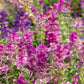 75 TRICOLOR CLARY SAGE Mix Blue Pink White Salvia Viridis Horminum Herb Flower Seeds