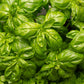 1000 Italian LARGE LEAF BASIL Ocimum Basilicum Herb Flower Seeds