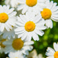 100 White DWARF CREEPING DAISY Chrysanthemum Paludosum Leucanthemum Flower Seeds