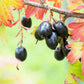 20 GOLDEN CURRANT SHRUB Black Fruit Yellow Flower Ribes Chrysobotrya Aurea Seeds