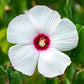 25 MIXED LUNA HIBISCUS Moscheutos Hardy Mixed Colors - Red, Hot Pink, Pink & White Swirl, and White Flower Seeds