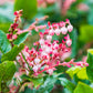 40 SALAL BERRY Gaultheria Shallon Pink White Flowers Blue Fruit Shrub Seeds