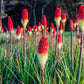 50 TORCH LILY Red Hot Poker / Tritoma / Kniphofia Uvaria Flower Seeds