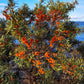 100 SEABERRY Sea Buckthorn Elaeagnus Hippophae Rhamnoides Orange Berry Fruit Shrub Yellow Flower Silver Foliage Seeds