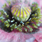50 Organic AMAZING GREY POPPY Papaver Rhoeas Silvery Gray Flower Seeds