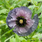 50 Organic AMAZING GREY POPPY Papaver Rhoeas Silvery Gray Flower Seeds